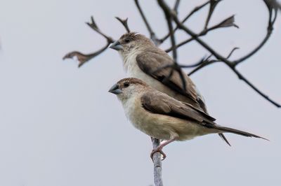 Indian Silverbill - Loodbekje - Capucin bec-de-plomb