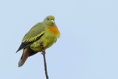 Orange-breasted Green Pigeon - Oranjeborstpapegaaiduif - Colombar à double collier