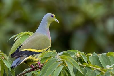 Orange-breasted Green Pigeon - Oranjeborstpapegaaiduif - Colombar à double collier