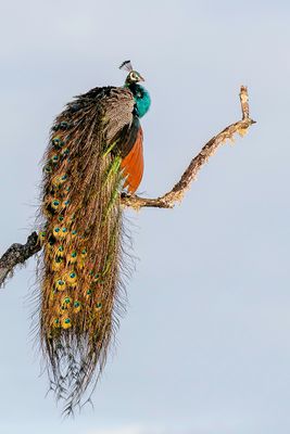 Indian Peafowl - Blauwe Pauw - Paon bleu (m)