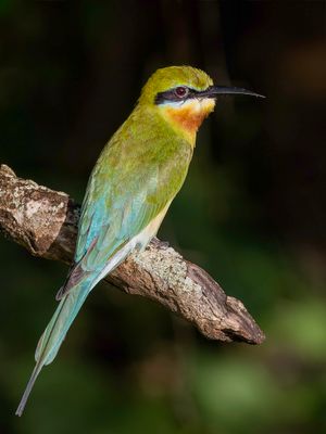 Blue-tailed Bee-eater - Blauwstaartbijeneter - Guêpier à queue d'azur