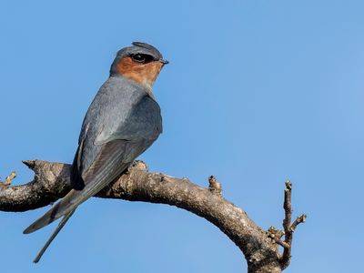Crested Treeswift - Gekroonde Boomgierzwaluw - Hémiprocné couronné