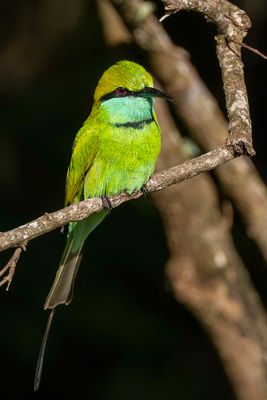 Asian Green Bee-eater - Aziatische Kleine Groene Bijeneter - Guêpier d'Orient