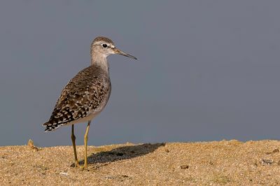 Wood Sandpiper - Bosruiter - Chevalier sylvain