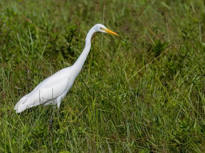 Medium Egret - Middelste Zilverreiger - Héron intermédiaire