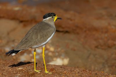 Yellow-wattled Lapwing - Malabarkievit - Vanneau de Malabar