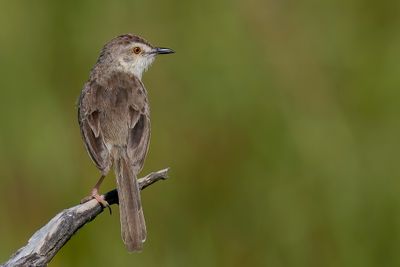 Plain Prinia - Witteugelprinia - Prinia simple