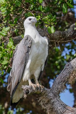 White-bellied Sea Eagle - Witbuikzeearend - Pygargue blagre