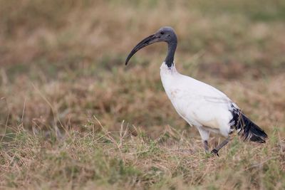 African Sacred Ibis - Heilige Ibis - Ibis sacré