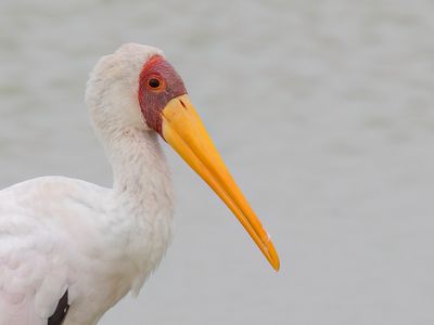 Yellow-billed Stork - Afrikaanse Nimmerzat - Tantale ibis