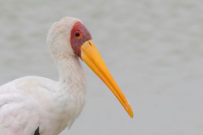Yellow-billed Stork - Afrikaanse Nimmerzat - Tantale ibis