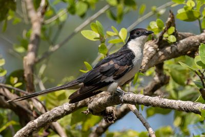 Jacobin Cuckoo - Jacobijnkoekoek - Coucou jacobin