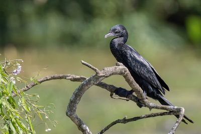 LIttle Cormorant - Indische Dwergaalscholver - Cormoran de Vieillot