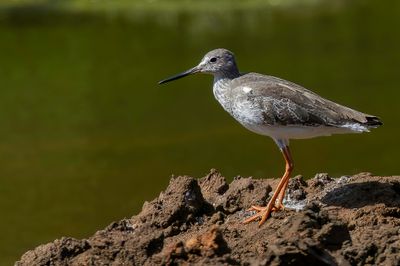 Common Redshank - Tureluur - Chevalier gambette