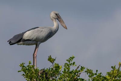 Asian Openbill - Indische Gaper - Bec-ouvert indien