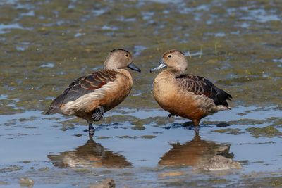 Lesser Whistling Duck - Indische Fluiteend - Dendrocygne siffleur