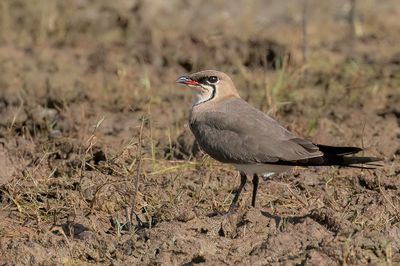 Collared Pratincole - Vorkstaartplevier - Glaréole à collier