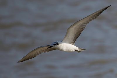 White-winged Tern - Witvleugelstern - Guifette leucoptère
