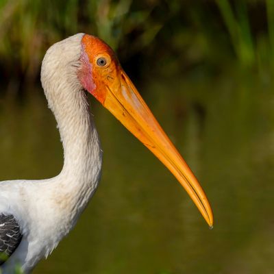 Painted Stork - Indische Nimmerzat - Tantale indien