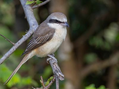Brown Shrike - Bruine Klauwier - Pie-grièche brune
