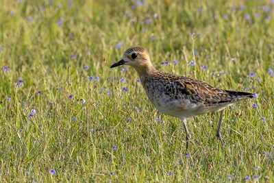 Pacific Golden Plover - Aziatische Goudplevier - Pluvier fauve