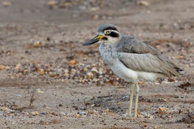 Great Stone-curlew - Grote Griel - Grand Oedicnème
