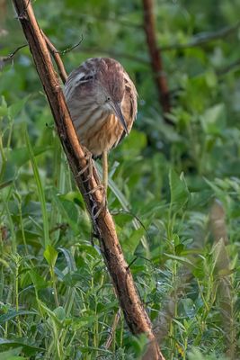 Yellow Bittern - Chinese Woudaap - Blongios de Chine