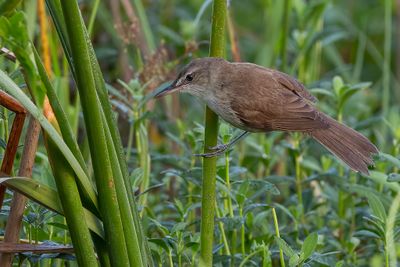 Clamorous Reed Warbler - Indische Karekiet - Rousserolle stentor
