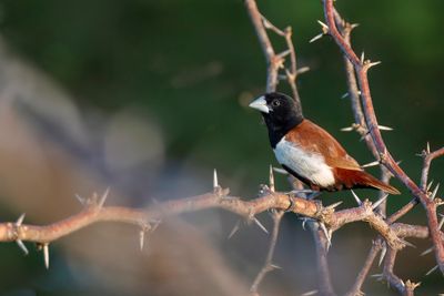 Tricolored Munia - Driekleurennon - Capucin à dos marron