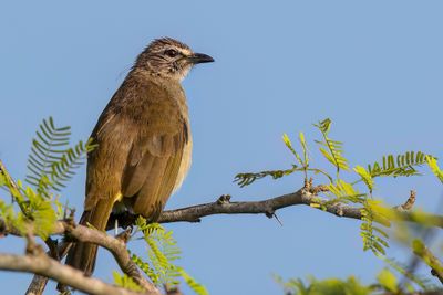 White-browed Bulbul - Witbrauwbuulbuul - Bulbul à sourcils blancs