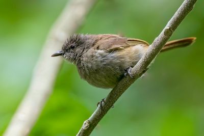 Ansorge's Greenbul - Ansorges Buulbuul - Bulbul d'Ansorge