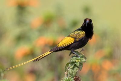 Golden-winged Sunbird - Goudvleugelhoningzuiger - Souimanga  ailes dores (m)