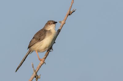Jungle Prinia - Jungleprinia - Prinia forestière