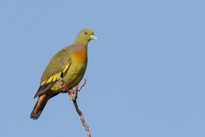 Orange-breasted Green Pigeon - Oranjeborstpapegaaiduif - Colombar à double collier