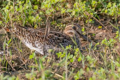 Pin-tailed Snipe - Stekelstaartsnip - Bécassine à queue pointue