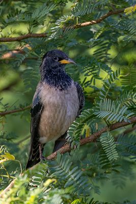 Rosy Starling - Roze Spreeuw - Étourneau roselin