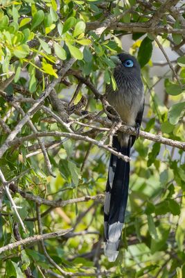 Blue-faced Malkoha - Kleine Groensnavelmalkoha - Malcoha à bec vert