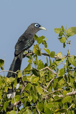 Blue-faced Malkoha - Kleine Groensnavelmalkoha - Malcoha à bec vert