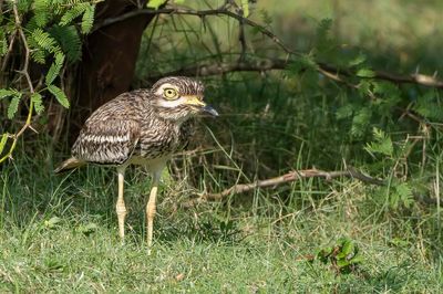 Indian Stone-curlew - Indische Griel - Oedicnème indien
