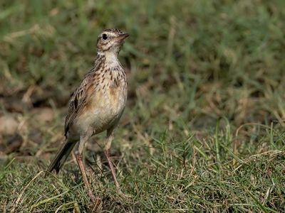 Blyth's Pipit - Mongoolse Pieper - Pipit de Godlewski