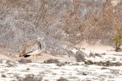 Houbara Bustard - Westelijke Kraagtrap - Outarde houbara