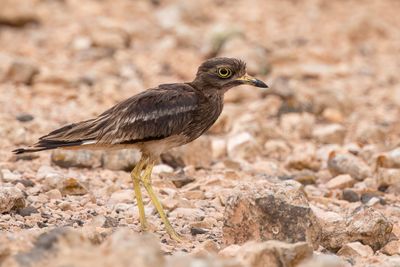 Eurasian Stone-curlew - Griel - Oedicnme criard