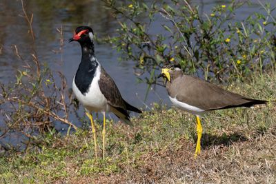 Red- and Yellow-wattled Lapwings