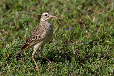 Richard's Pipit - Grote Pieper - Pipit de Richard