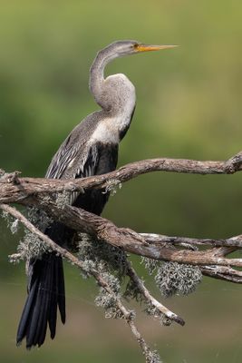 Oriental Darter - Indische Slangenhalsvogel - Anhinga roux (imm)