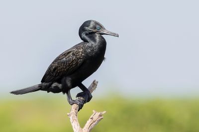 Indian Cormorant - Indische Aalscholver - Cormoran à cou brun