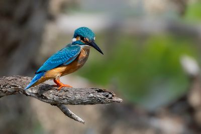 Common Kingfisher - IJsvogel - Martin-pêcheur d'Europe (m)
