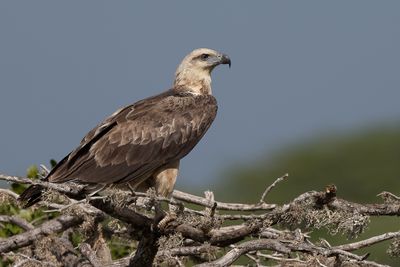 White-bellied Sea Eagle - Witbuikzeearend - Pygargue blagre (imm)