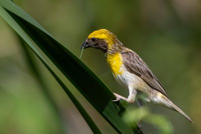 Baya Weaver - Bayawever - Tisserin baya (m)