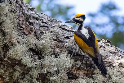 White-naped Woodpecker - Witnekspecht - Pic de Goa (f)